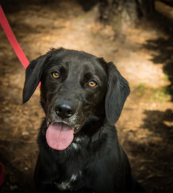 Pies do adopcji, Piła, 14 czerwca 2024 (1/5)