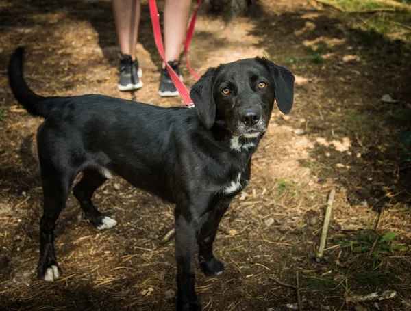 Pies do adopcji, Piła, 14 czerwca 2024 (3/5)