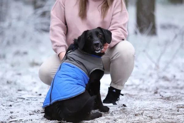 Pies do adopcji, Piła, 14 czerwca 2024 (5/5)