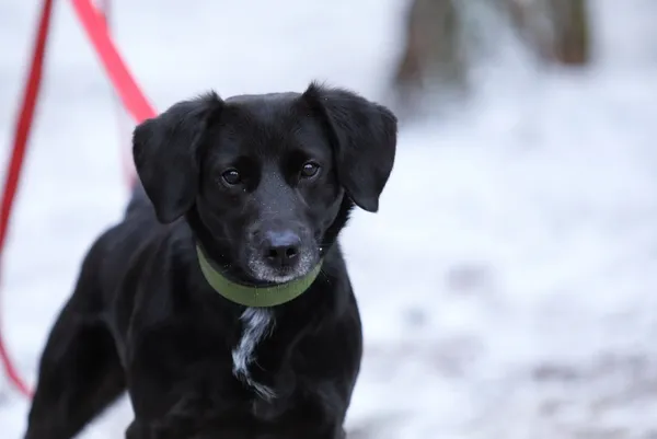 Pies do adopcji, Piła, 8 czerwca 2024 (1/3)