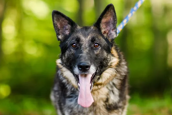 Pies do adopcji, Elbląg, 9 października 2024 (2/5)