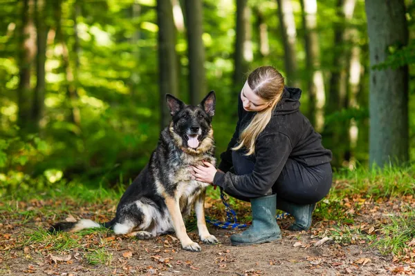 Pies do adopcji, Elbląg, 9 października 2024 (3/5)