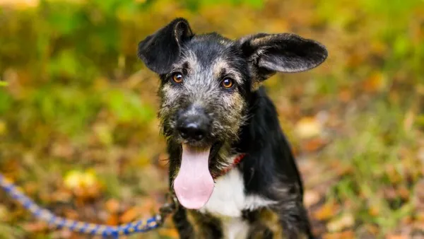 Pies do adopcji, Elbląg, 4 września 2024 (1/5)