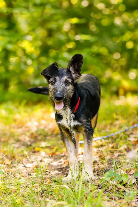 Pies do adopcji, Elbląg, 4 września 2024 (2/5)