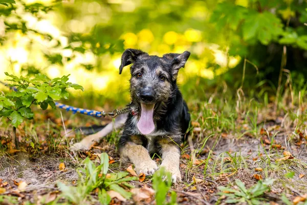 Pies do adopcji, Elbląg, 4 września 2024 (4/5)