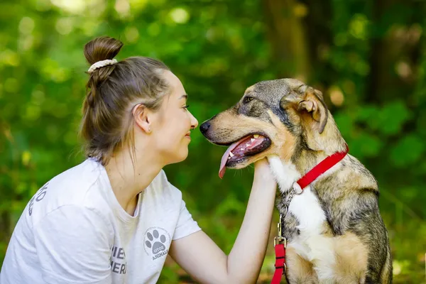 Pies do adopcji, Elbląg, 30 sierpnia 2024 (4/5)