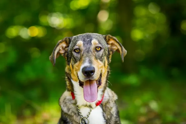 Pies do adopcji, Elbląg, 30 sierpnia 2024 (5/5)