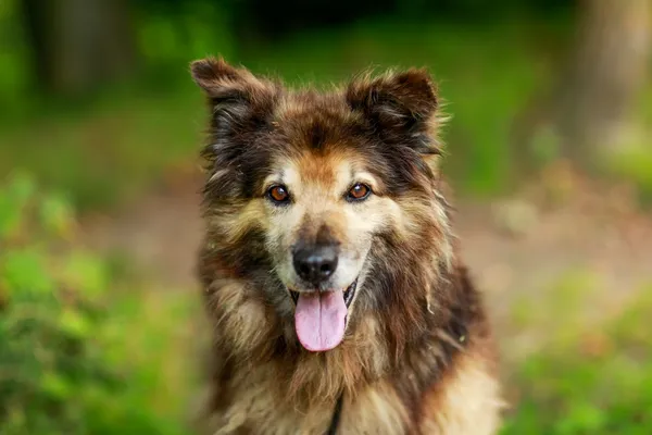 Pies do adopcji, Elbląg, 8 sierpnia 2024 (2/5)