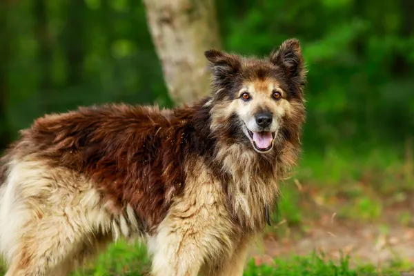 Pies do adopcji, Elbląg, 8 sierpnia 2024 (3/5)