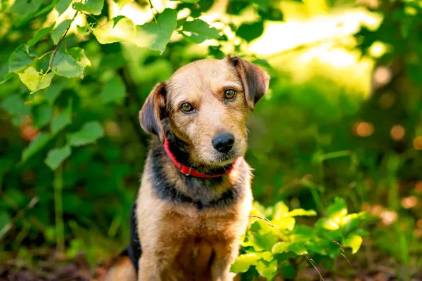 Pies do adopcji, Elbląg, 31 lipca 2024 (4/4)