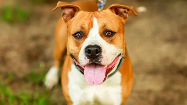 Pies do adopcji, Elbląg, 2 lipca 2024 (1/5)