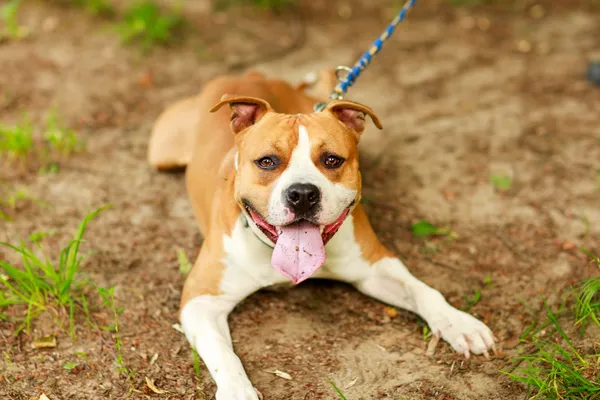 Pies do adopcji, Elbląg, 2 lipca 2024 (2/5)