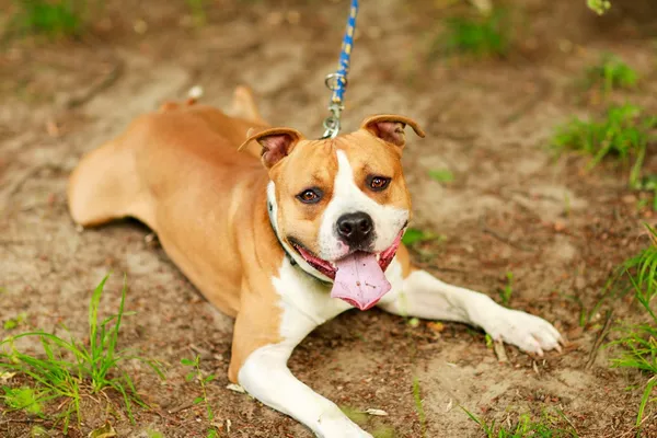 Pies do adopcji, Elbląg, 2 lipca 2024 (3/5)