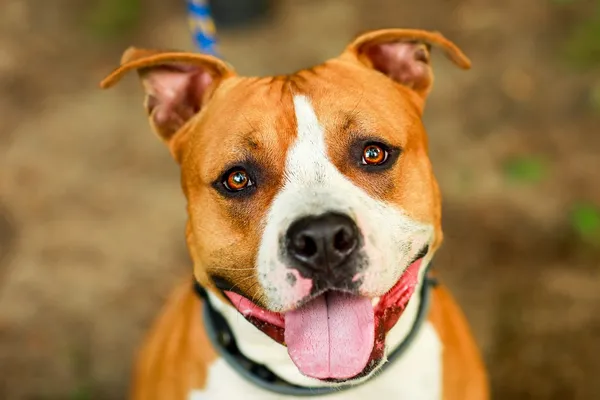 Pies do adopcji, Elbląg, 2 lipca 2024 (5/5)