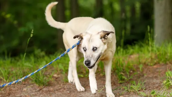 Pies do adopcji, Elbląg, 11 czerwca 2024 (1/5)