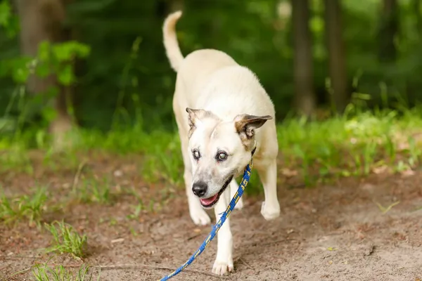 Pies do adopcji, Elbląg, 11 czerwca 2024 (2/5)