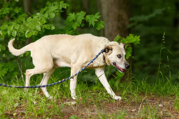 Pies do adopcji, Elbląg, 11 czerwca 2024 (3/5)