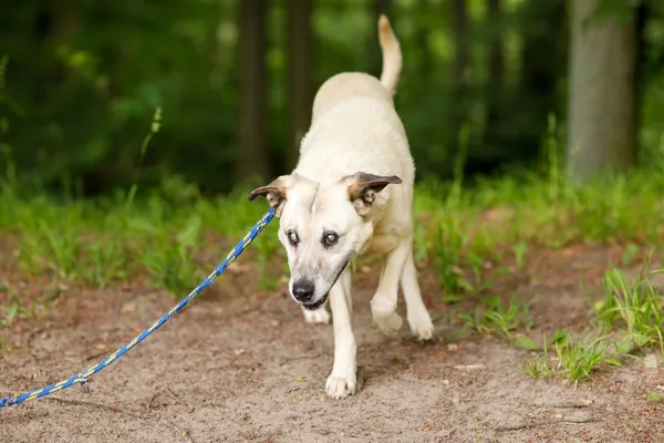Pies do adopcji, Elbląg, 11 czerwca 2024 (4/5)