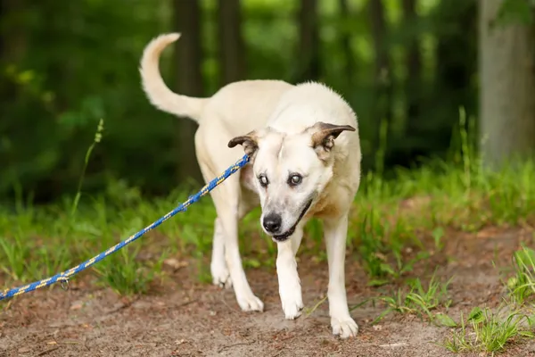 Pies do adopcji, Elbląg, 11 czerwca 2024 (5/5)