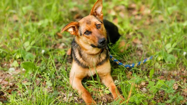 Pies do adopcji, Elbląg, 11 czerwca 2024 (1/5)