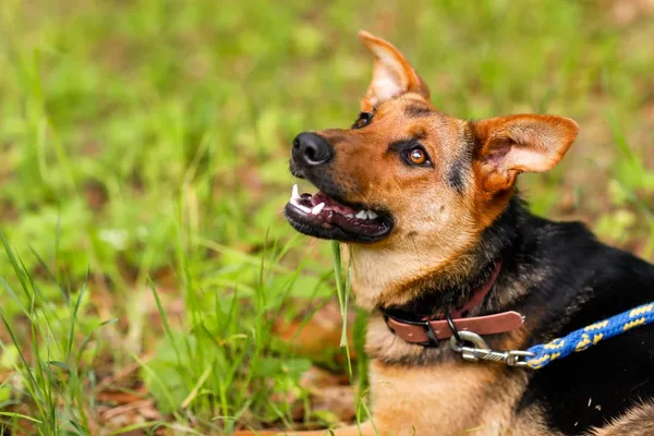 Pies do adopcji, Elbląg, 11 czerwca 2024 (5/5)