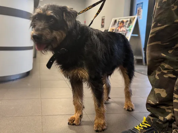 Znaleziono psa, Bydgoszcz, 25 stycznia 2025