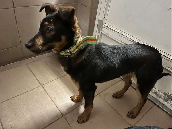 Znaleziono psa, Bydgoszcz, 18 stycznia 2025