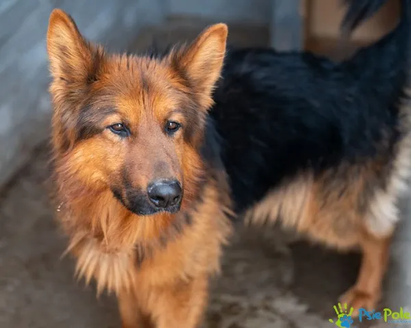 Znaleziono psa, Racławice, 28 stycznia 2025 (1/5)