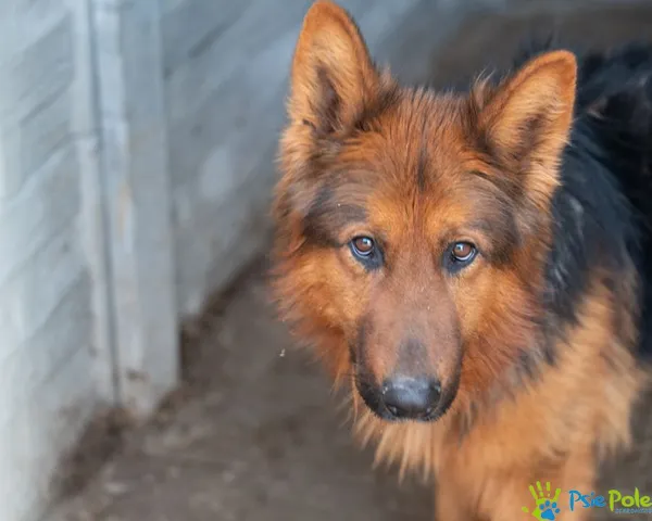 Znaleziono psa, Racławice, 28 stycznia 2025 (3/5)