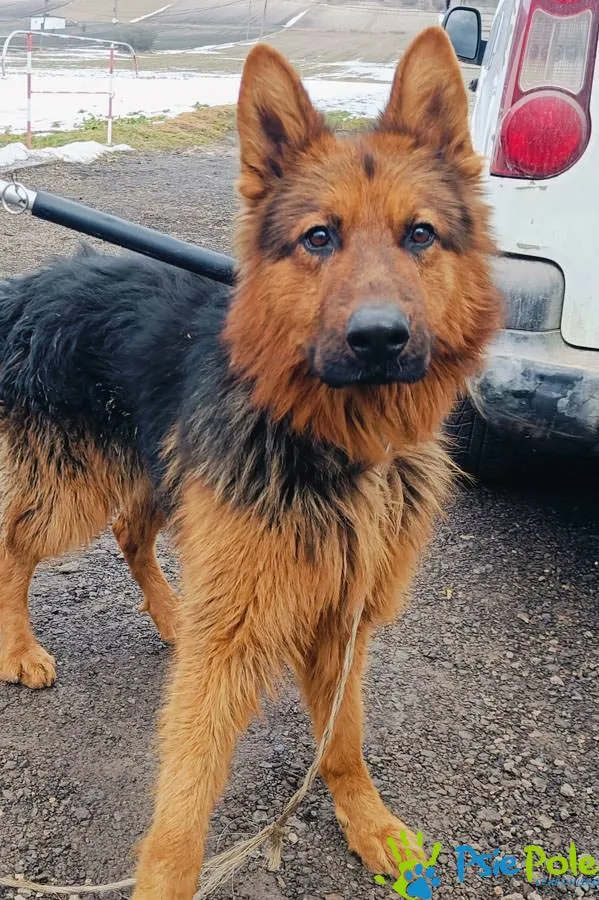 Znaleziono psa, Racławice, 28 stycznia 2025 (4/5)