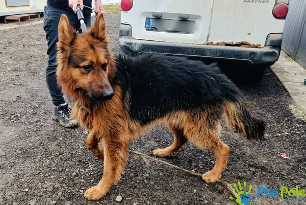 Znaleziono psa, Racławice, 28 stycznia 2025 (5/5)