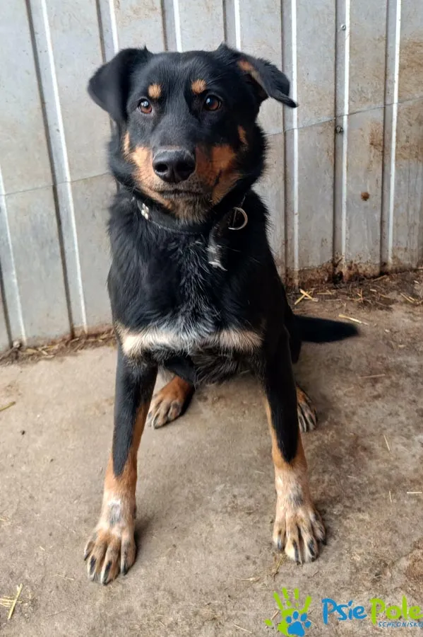 Znaleziono psa, Racławice, 27 stycznia 2025 (1/5)