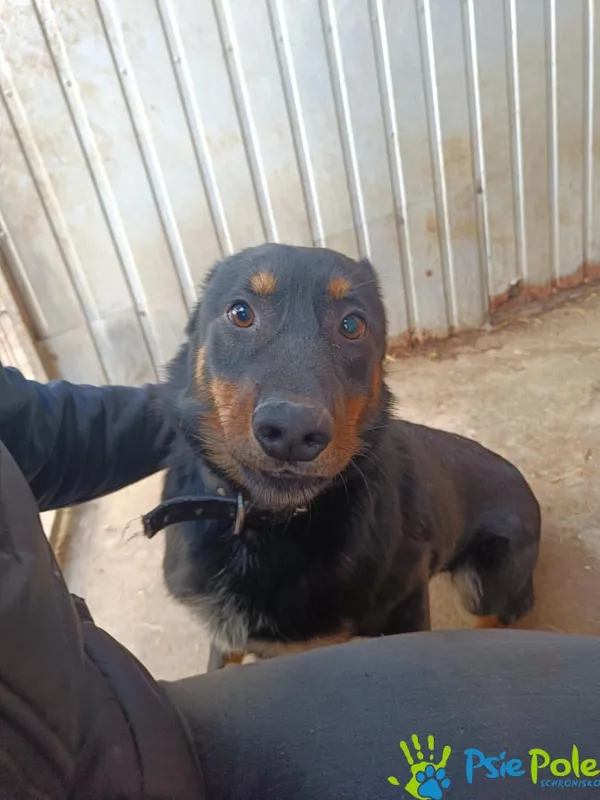 Znaleziono psa, Racławice, 27 stycznia 2025 (2/5)