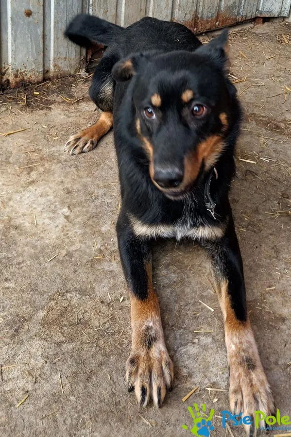 Znaleziono psa, Racławice, 27 stycznia 2025 (3/5)