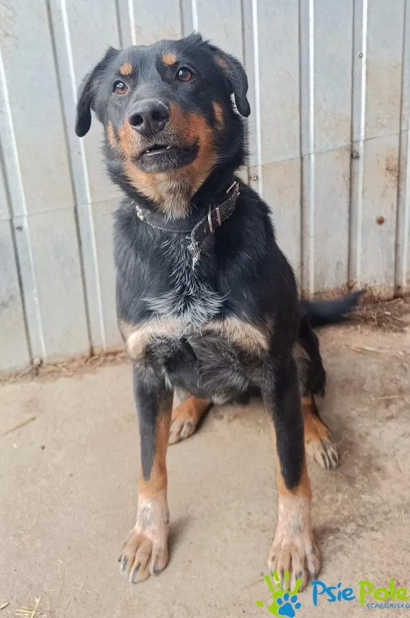 Znaleziono psa, Racławice, 27 stycznia 2025 (5/5)