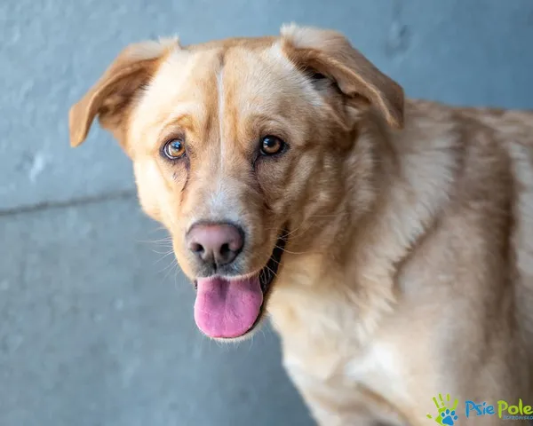 Znaleziono psa, Racławice, 27 stycznia 2025 (1/5)