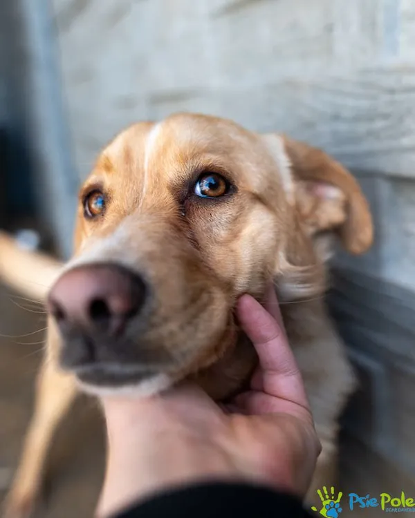 Znaleziono psa, Racławice, 27 stycznia 2025 (3/5)