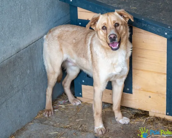 Znaleziono psa, Racławice, 27 stycznia 2025 (4/5)