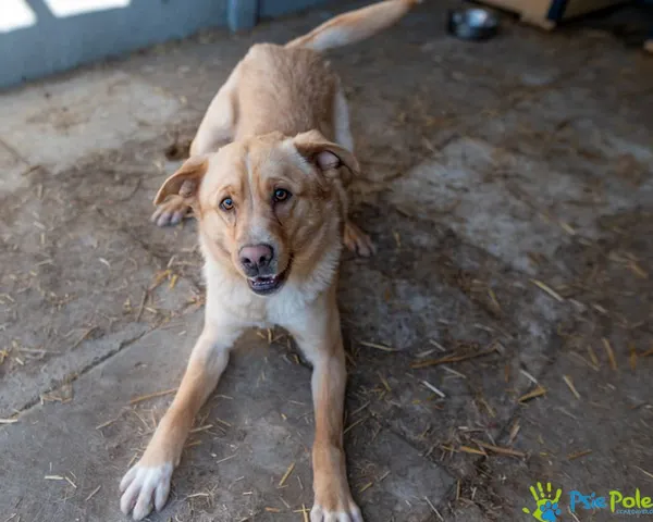 Znaleziono psa, Racławice, 27 stycznia 2025 (5/5)