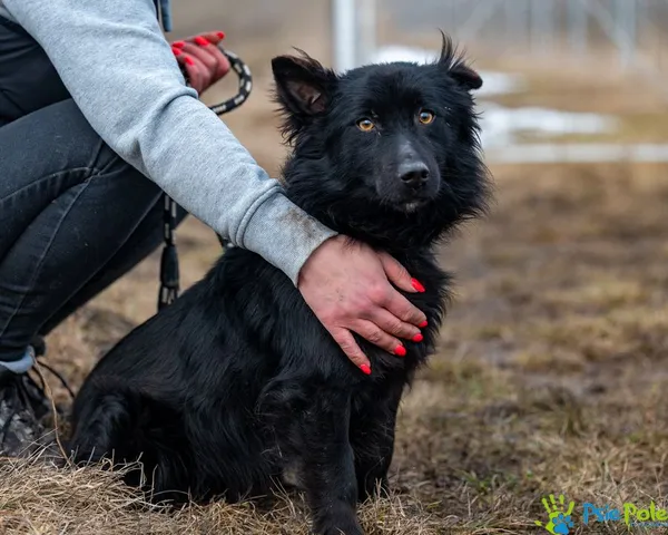 Znaleziono psa, Racławice, 25 stycznia 2025 (1/5)