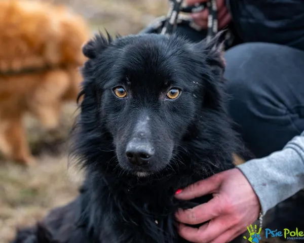 Znaleziono psa, Racławice, 25 stycznia 2025 (2/5)