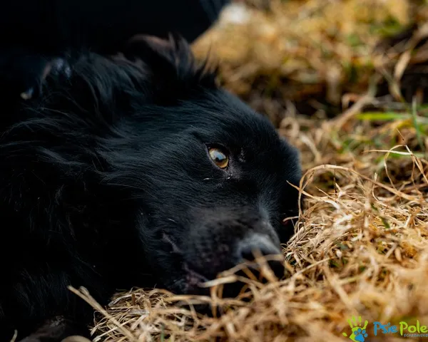 Znaleziono psa, Racławice, 25 stycznia 2025 (3/5)