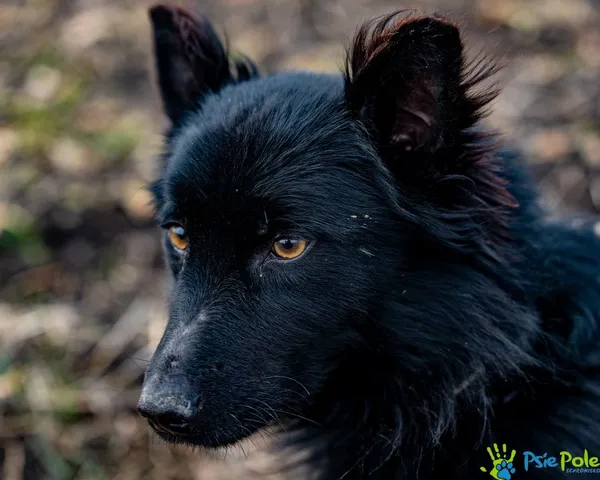 Znaleziono psa, Racławice, 25 stycznia 2025 (4/5)