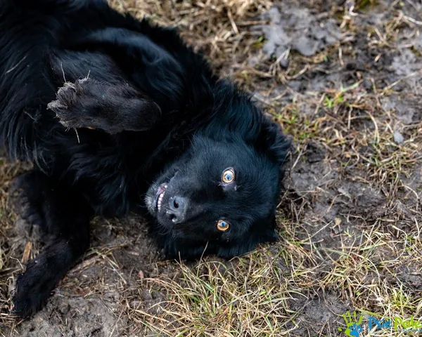 Znaleziono psa, Racławice, 25 stycznia 2025 (5/5)