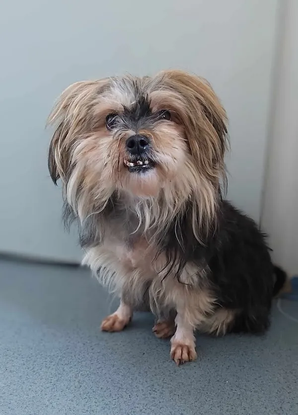 Znaleziono psa, Lublin, 27 stycznia 2025