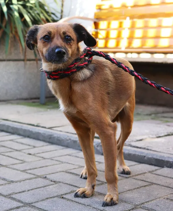 Znaleziono psa, Łódź, 28 stycznia 2025 (3/5)