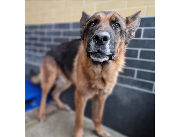 Znaleziono psa, Wrocław, 14 stycznia 2025