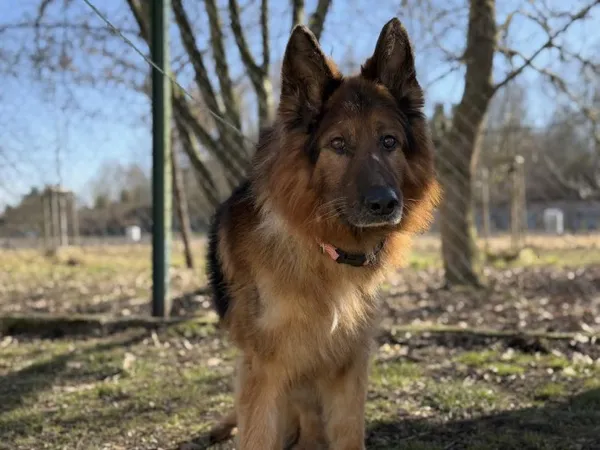 Pies do adopcji, Kraków, 14 stycznia 2025 (3/3)