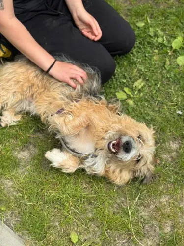 Pies do adopcji, Kraków, 14 stycznia 2025 (5/5)