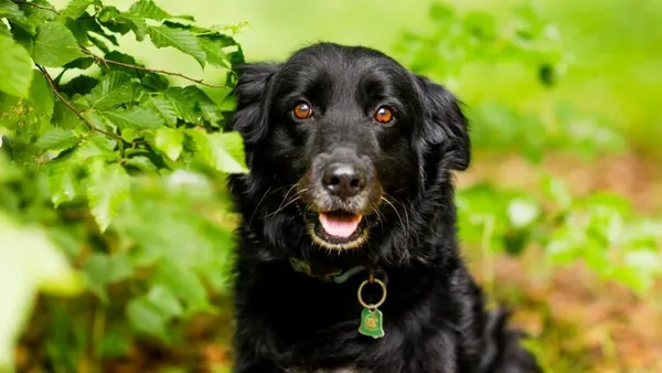 Pies do adopcji, Elbląg, 11 czerwca 2024 (1/5)